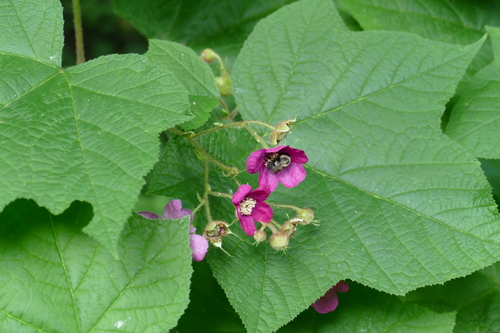 Large-Leafed Raspberry detail