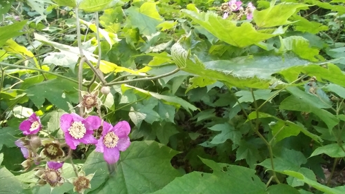 Large-Leafed Raspberry detail
