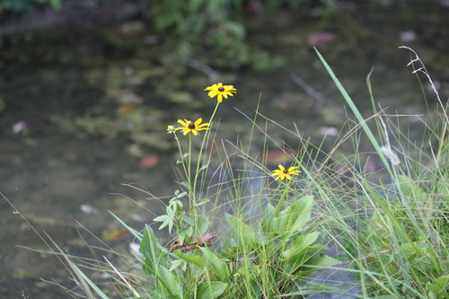 Orange Coneflower detail