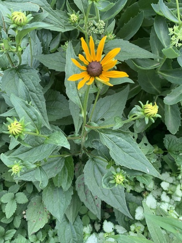 Orange Coneflower detail