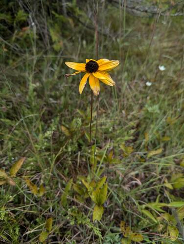 Orange Coneflower detail