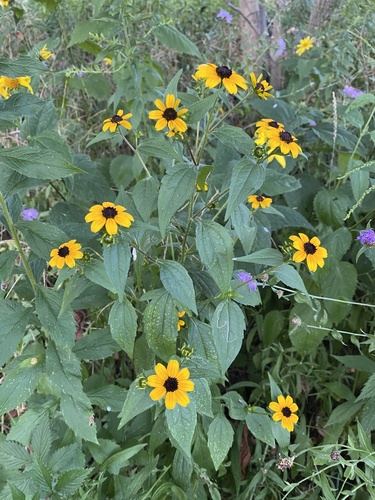Black-eyed Susan detail