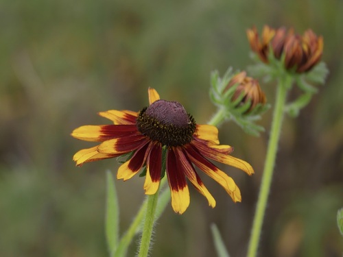 Black-eyed Susan detail