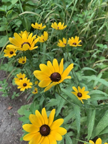 Black-eyed Susan detail