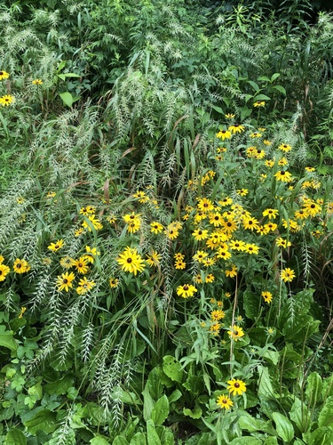 Black-eyed Susan detail