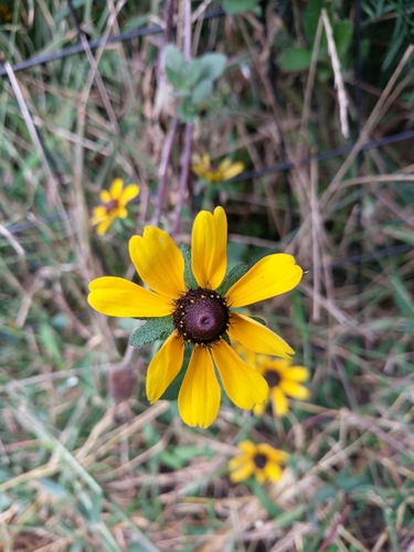 Black-eyed Susan detail