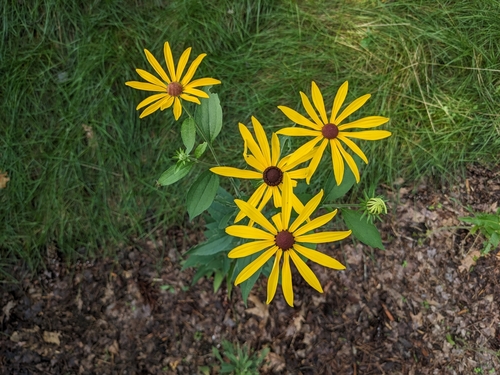 Sweet Black-eyed Susan detail