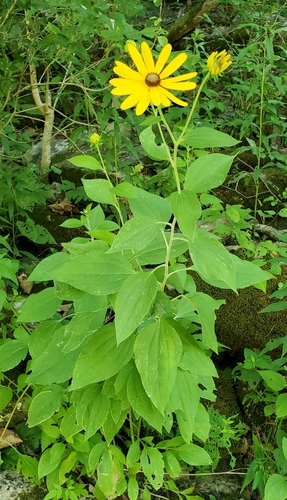 Sweet Black-eyed Susan detail