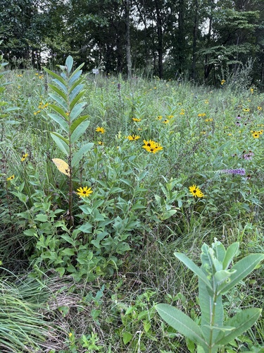 Sweet Black-eyed Susan detail