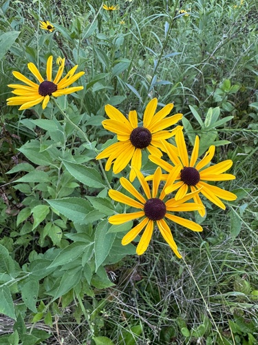 Sweet Black-eyed Susan detail