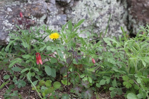 Brown-eyed Susan detail