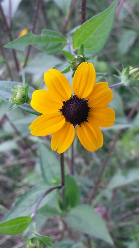 Brown-eyed Susan detail