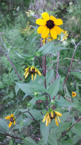 Brown-eyed Susan detail