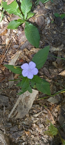 Wild Petunia detail