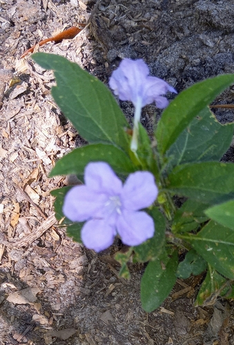 Wild Petunia detail