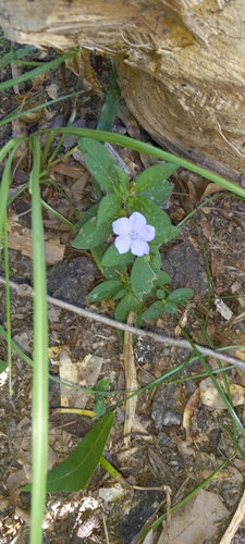 Wild Petunia detail