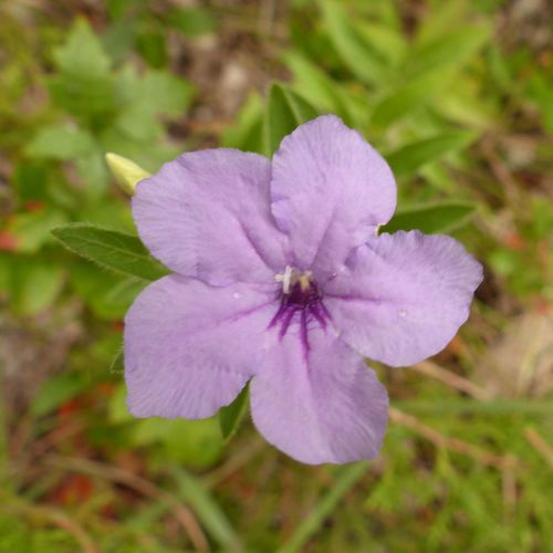 Wild Petunia detail