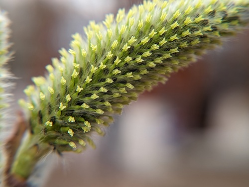 Pussy Willow detail