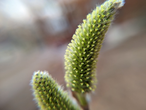 Pussy Willow detail