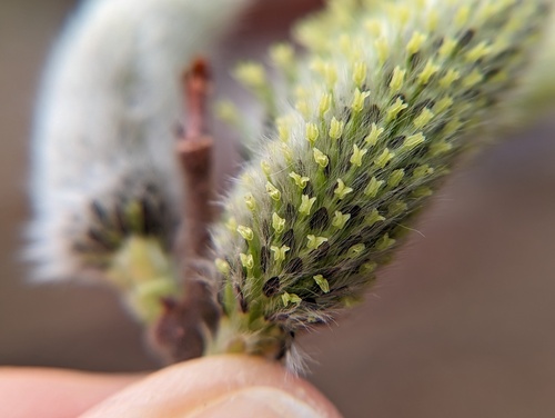Pussy Willow detail