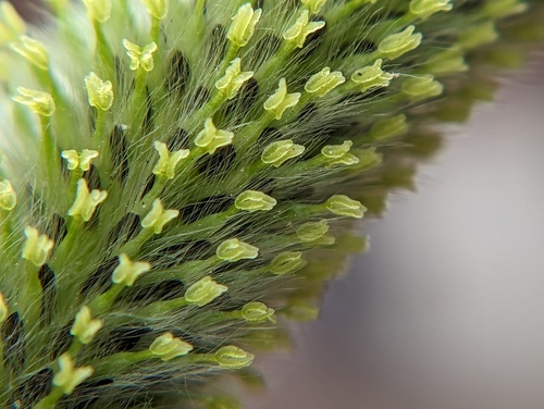 Pussy Willow detail