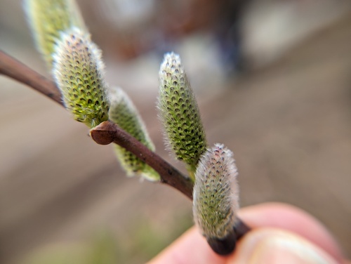 Pussy Willow detail