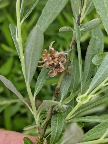Prairie Willow detail