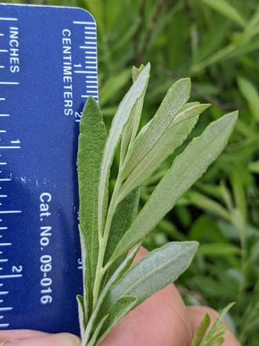 Prairie Willow detail