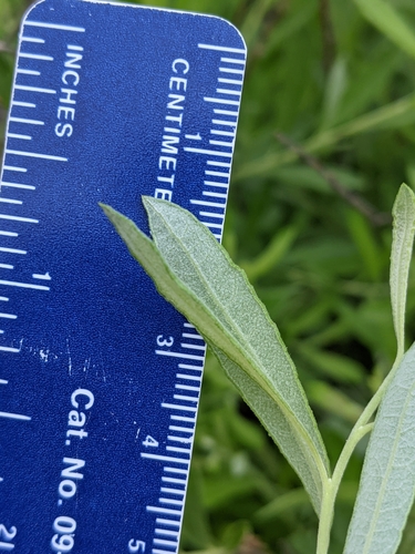Prairie Willow detail