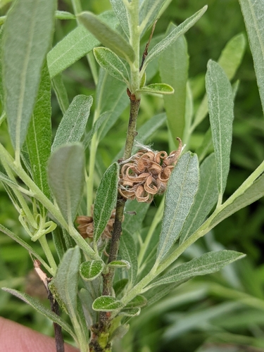 Prairie Willow detail