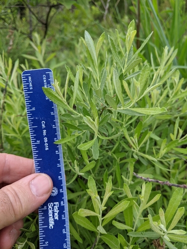 Prairie Willow detail