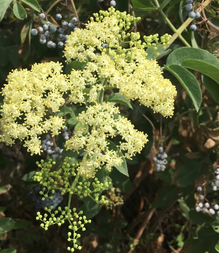 American Elderberry detail