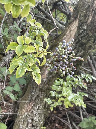 American Elderberry detail