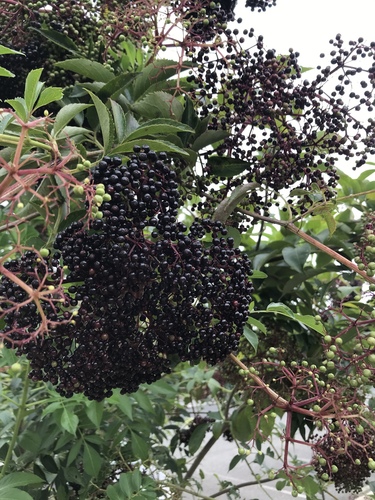 American Elderberry detail