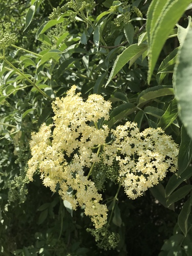 American Elderberry detail