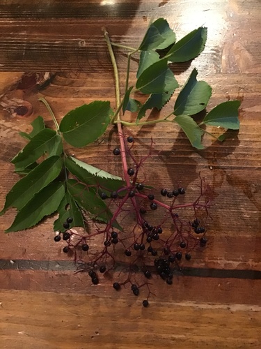 American Elderberry detail