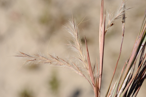 Little Bluestem detail