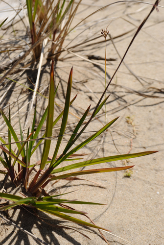 Little Bluestem detail