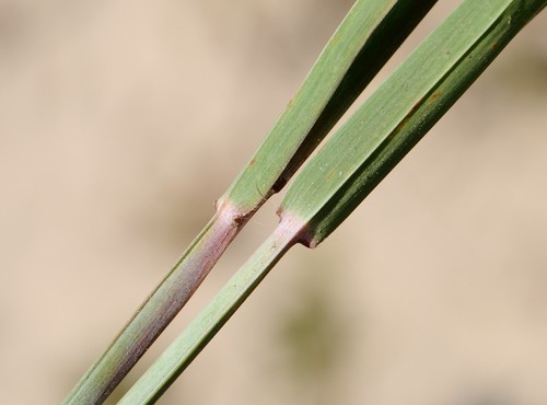 Little Bluestem detail