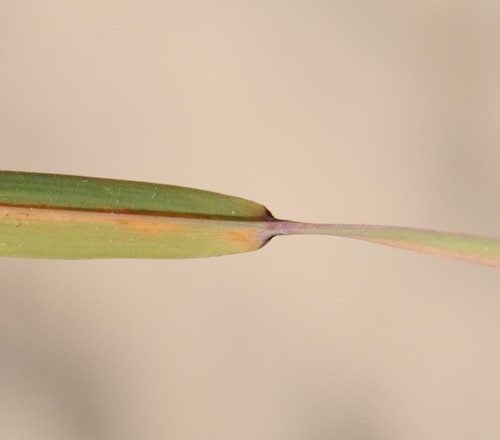 Little Bluestem detail