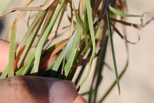 Little Bluestem detail