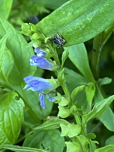 Mad-dog Skullcap detail