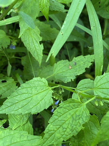 Mad-dog Skullcap detail