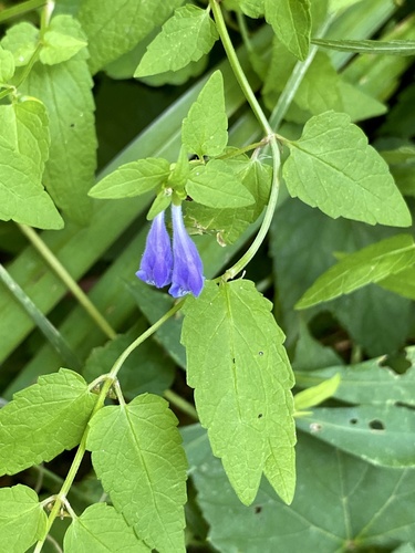 Mad-dog Skullcap detail
