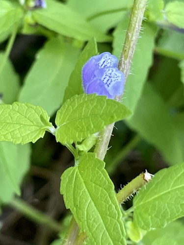 Mad-dog Skullcap detail