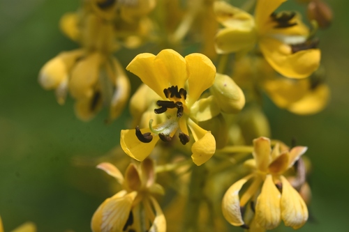Wild Senna detail