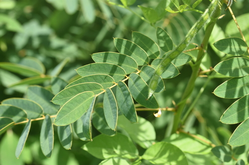 Wild Senna detail
