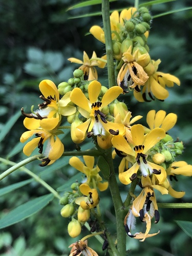 Wild Senna detail