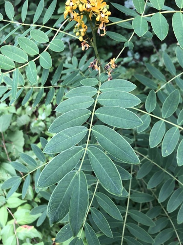 Wild Senna detail