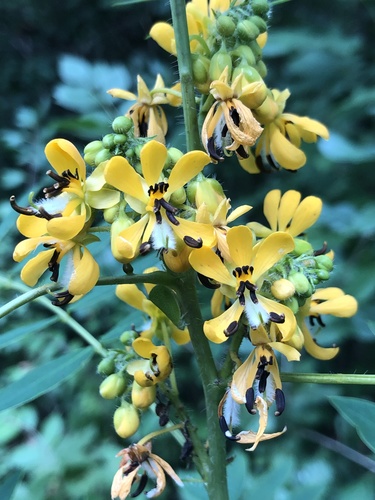 Wild Senna detail
